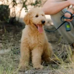 Choosing the Perfect Time: What Is the Best Age to Get Pet Insurance?